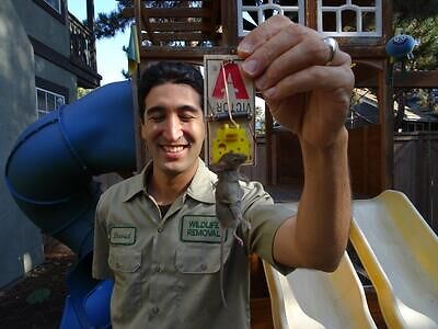 Annapolis pest control