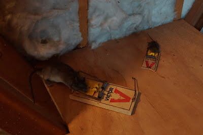 mouse trapping